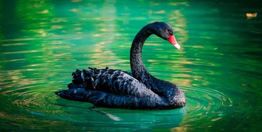 A Navy physician reflecting on the rare but high-impact risks of rhabdomyolysis in military training, using Nassim Taleb's concept of Black Swans to emphasize the importance of mitigating unlikely but serious health events.
