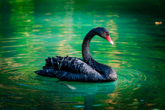 A Navy physician reflecting on the rare but high-impact risks of rhabdomyolysis in military training, using Nassim Taleb's concept of Black Swans to emphasize the importance of mitigating unlikely but serious health events.